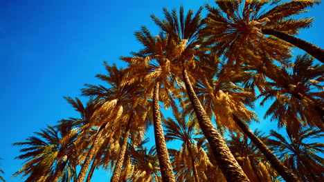 Tropische-Palmen-Von-Unten